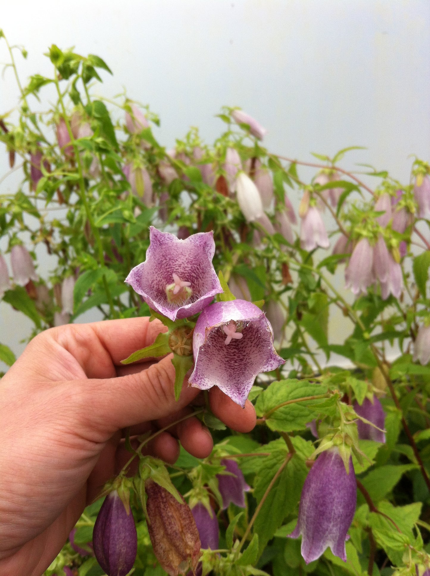 Campanula punctata 'Rubrifolia' Plants