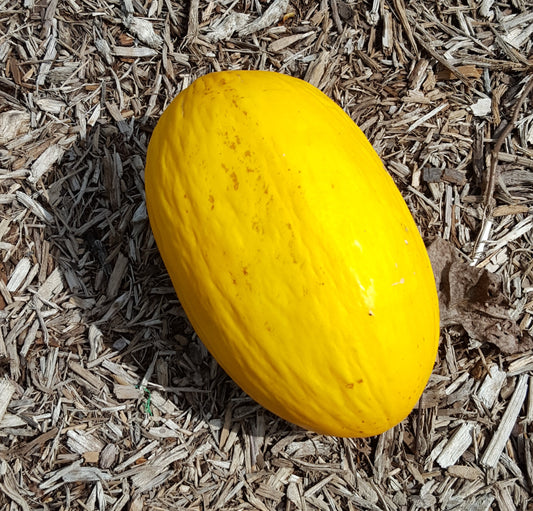 Canary Melons