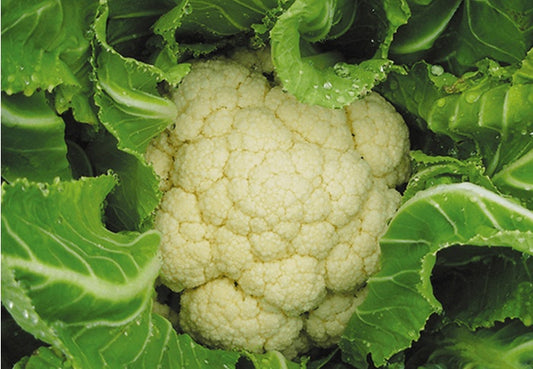 Cauliflower 'Snowball' Plants