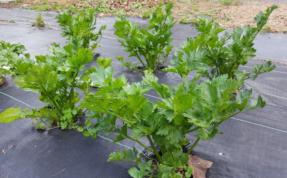 Celery 'Tango' Plants