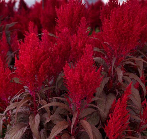 Celosia 'Dragon's Breath'® Plant