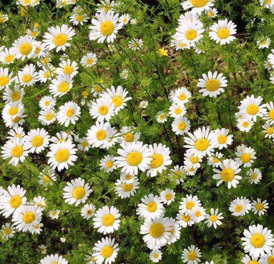 German Chamomile (Matricaria recuita) - Streambank Gardens