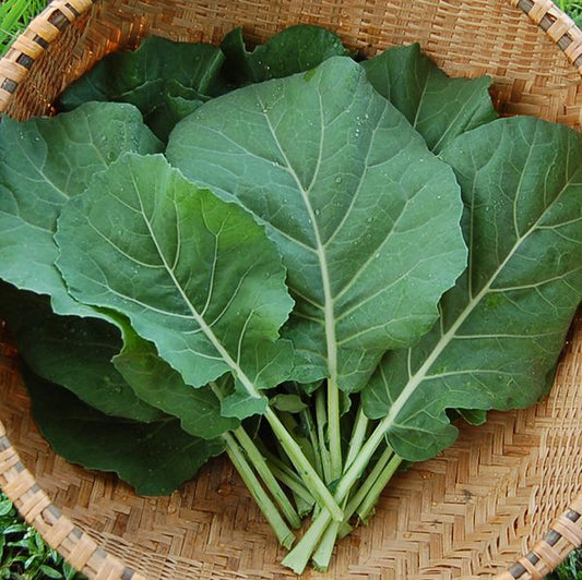 Collards 'Champion' Plants