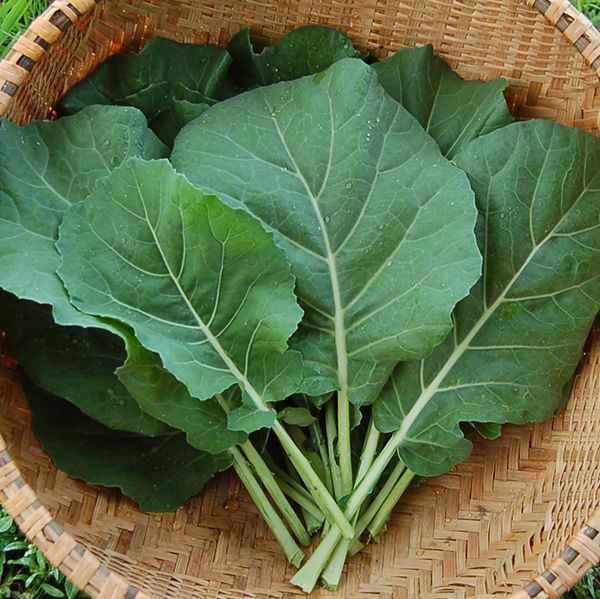 Collards 'Champion' Plants