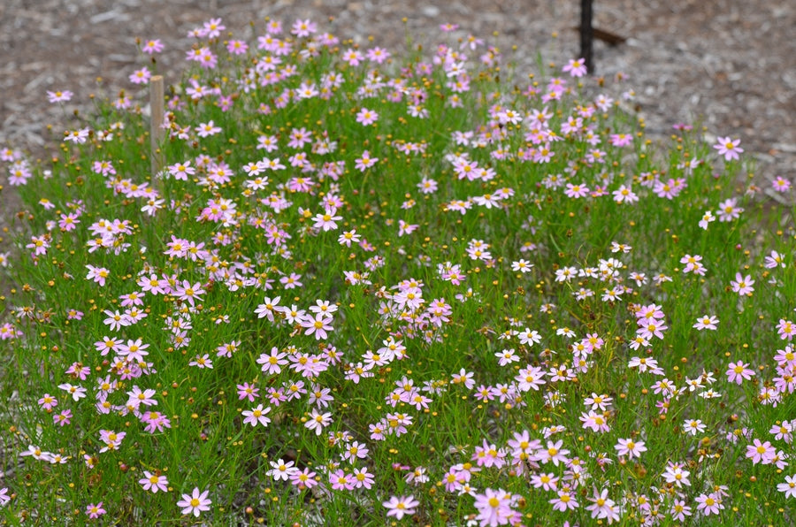 Coreopsis rosea 'American Dream' Plants