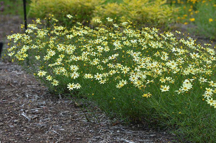Coreopsis 'Moonbeam' Plant - Streambank Gardens
 - 1