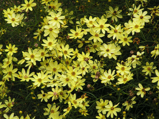 Coreopsis 'Moonbeam' Plant - Streambank Gardens
 - 2