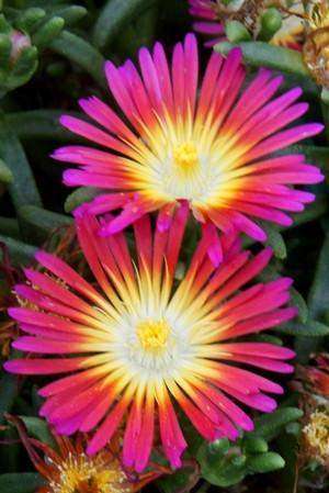 Delosperma Wheels of Wonder™ 'Hot Pink' - Streambank Gardens
 - 1