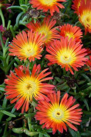 Delosperma Wheels of Wonder™ 'Fire Wonder' Plants