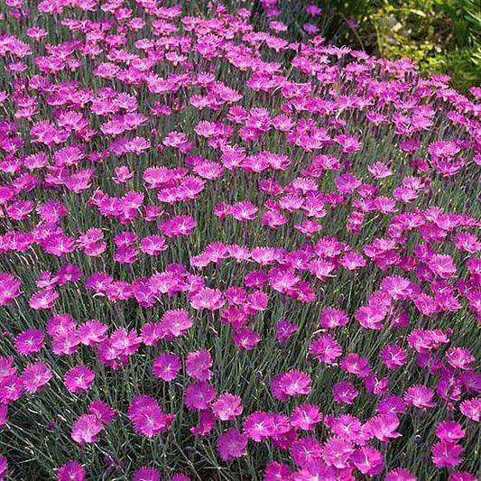 Dianthus 'Firewitch' Plant - Streambank Gardens
