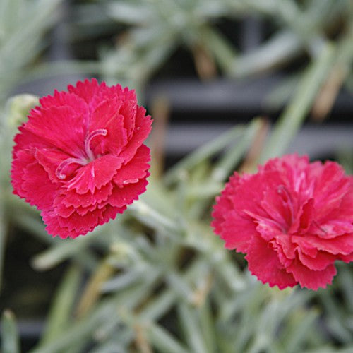Dianthus 'Frosty Fire' Plants