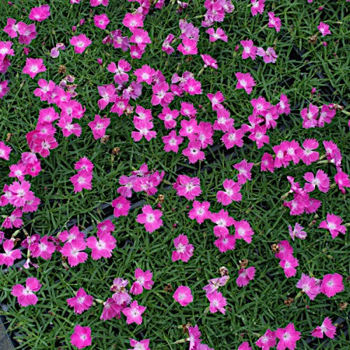 Dianthus 'Kahori' Plants