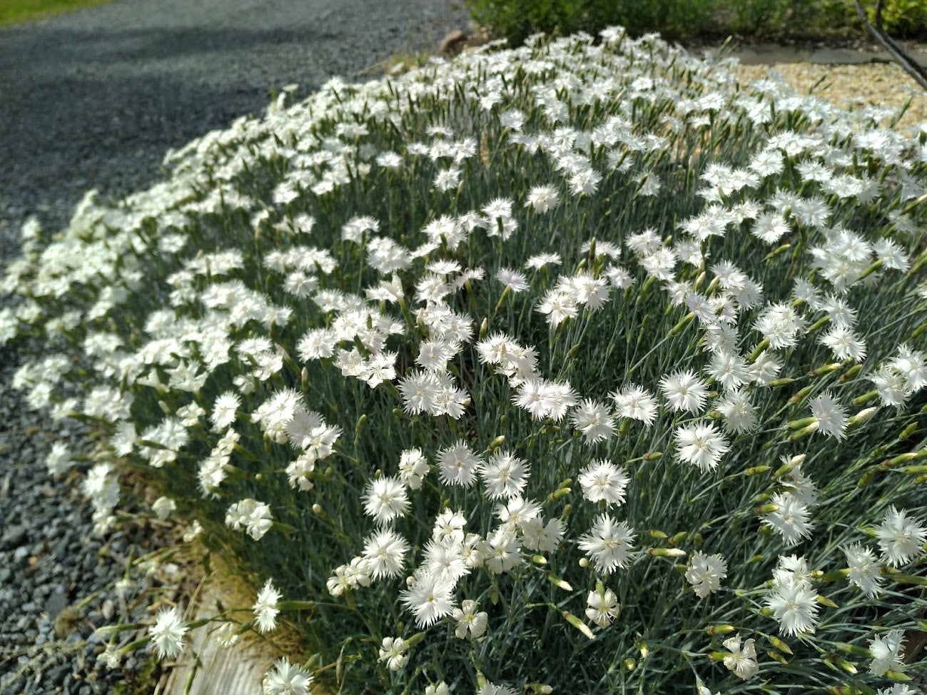 Dianthus 'White Lace' Plants