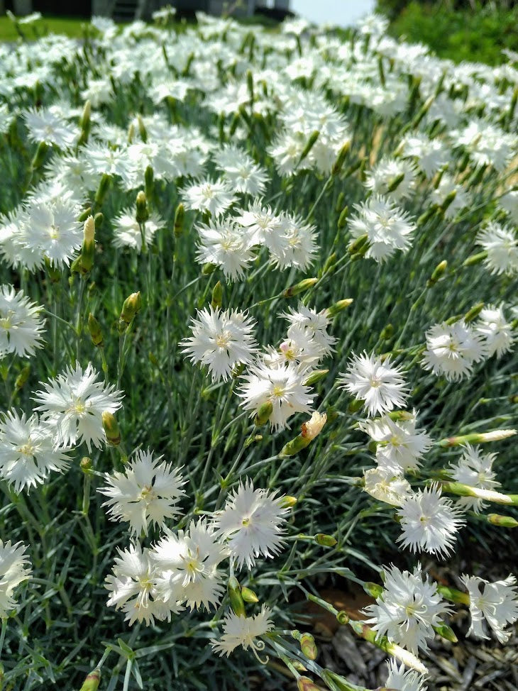 Dianthus 'White Lace' Plants