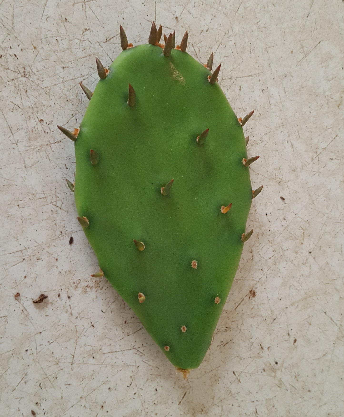Eastern Prickly Pear Cactus Pads (Opuntia humifusa)