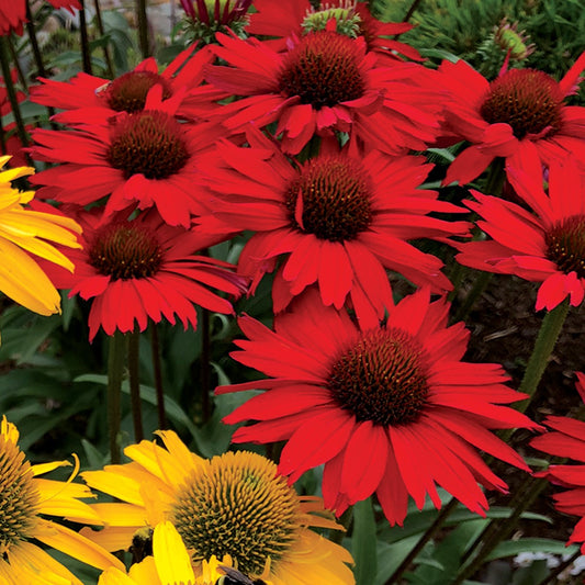 Echinacea Kismet® Red