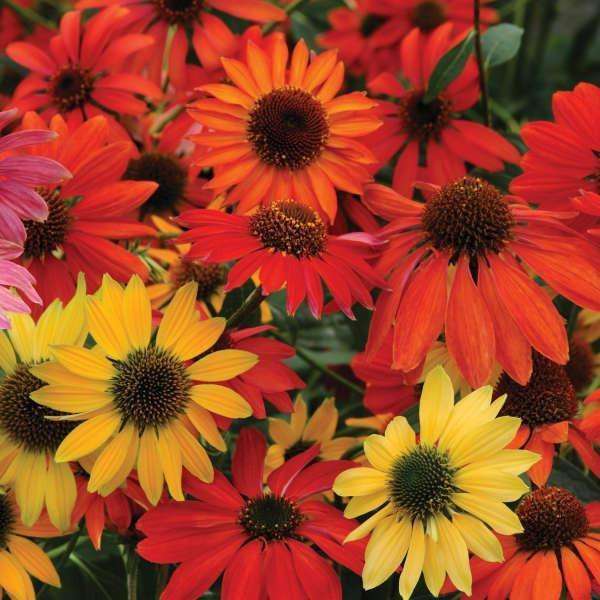 Echinacea 'Cheyenne Spirit' Plants