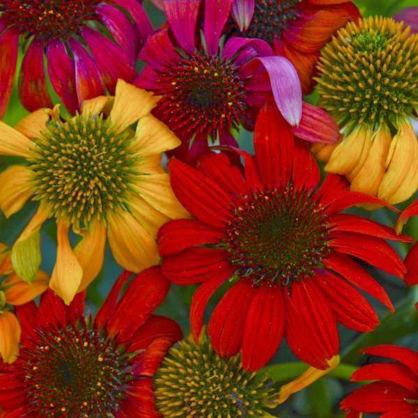 Echinacea 'Cheyenne Spirit' Plants