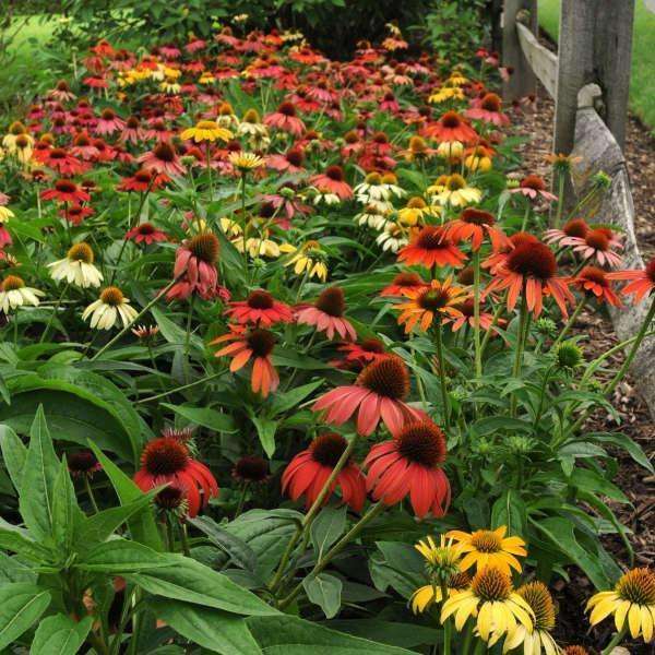 Echinacea 'Cheyenne Spirit' Plants