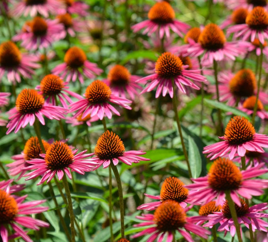 Echinacea purpurea 'Pica Bella'