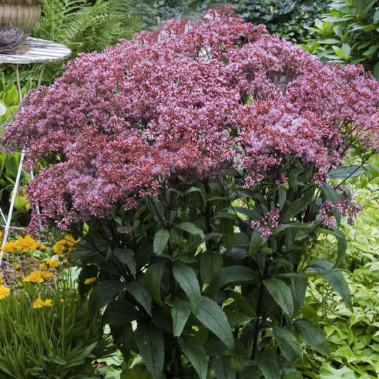 Eupatorium dubium 'Baby Joe' Plants