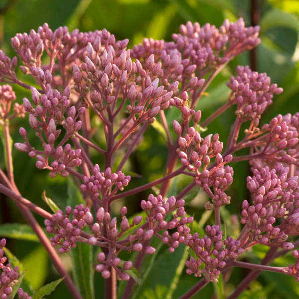 Eupatorium dubium 'Baby Joe' Plants