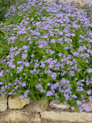 Eupatorium coelestinum (Hardy ageratum) Plants