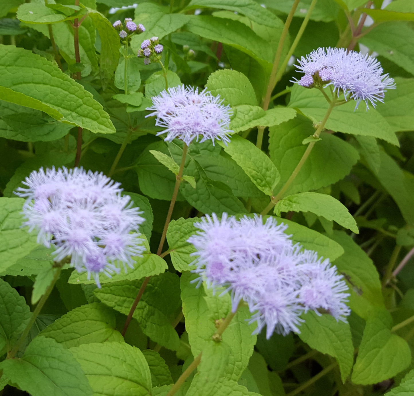 Eupatorium coelestinum (Hardy ageratum) Plants