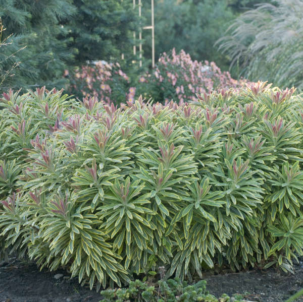 Euphorbia 'Ascot Rainbow' Plants