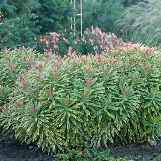 Euphorbia 'Ascot Rainbow' Plants