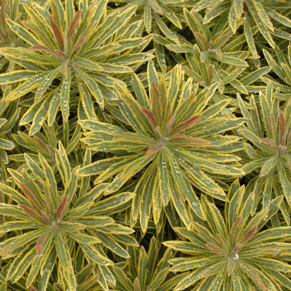 Euphorbia 'Ascot Rainbow' Plants