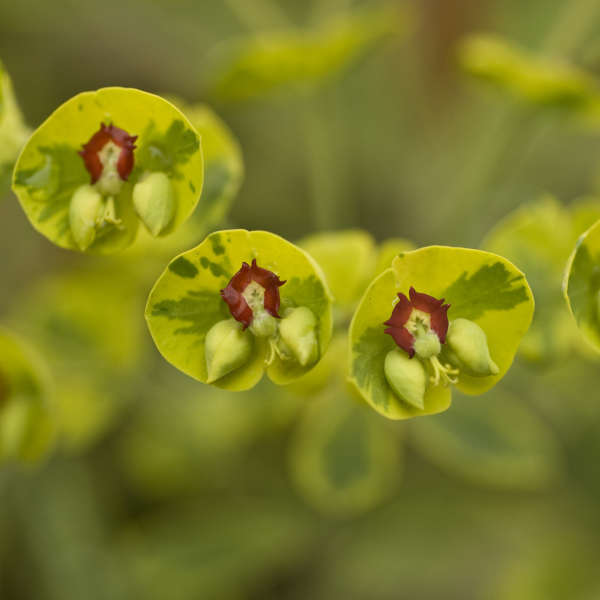 Euphorbia 'Ascot Rainbow' Plants