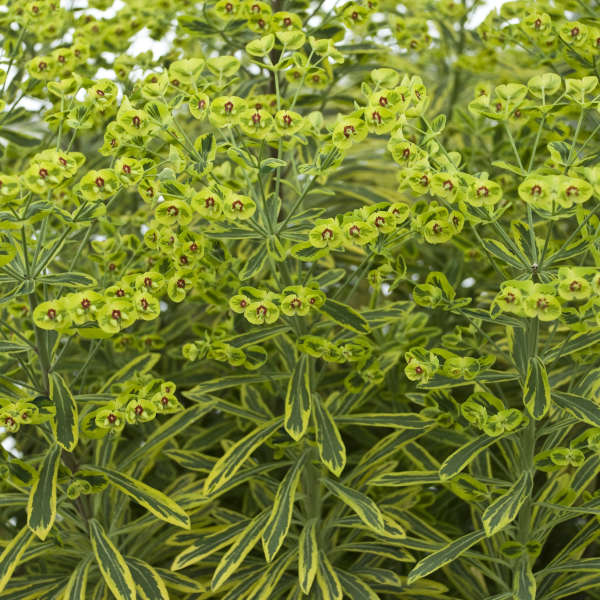 Euphorbia 'Ascot Rainbow' Plants