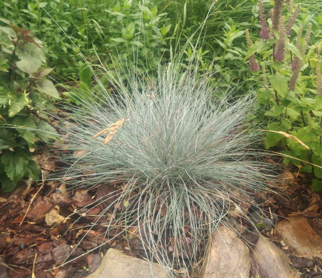 Festuca glauca 'Elijah Blue'