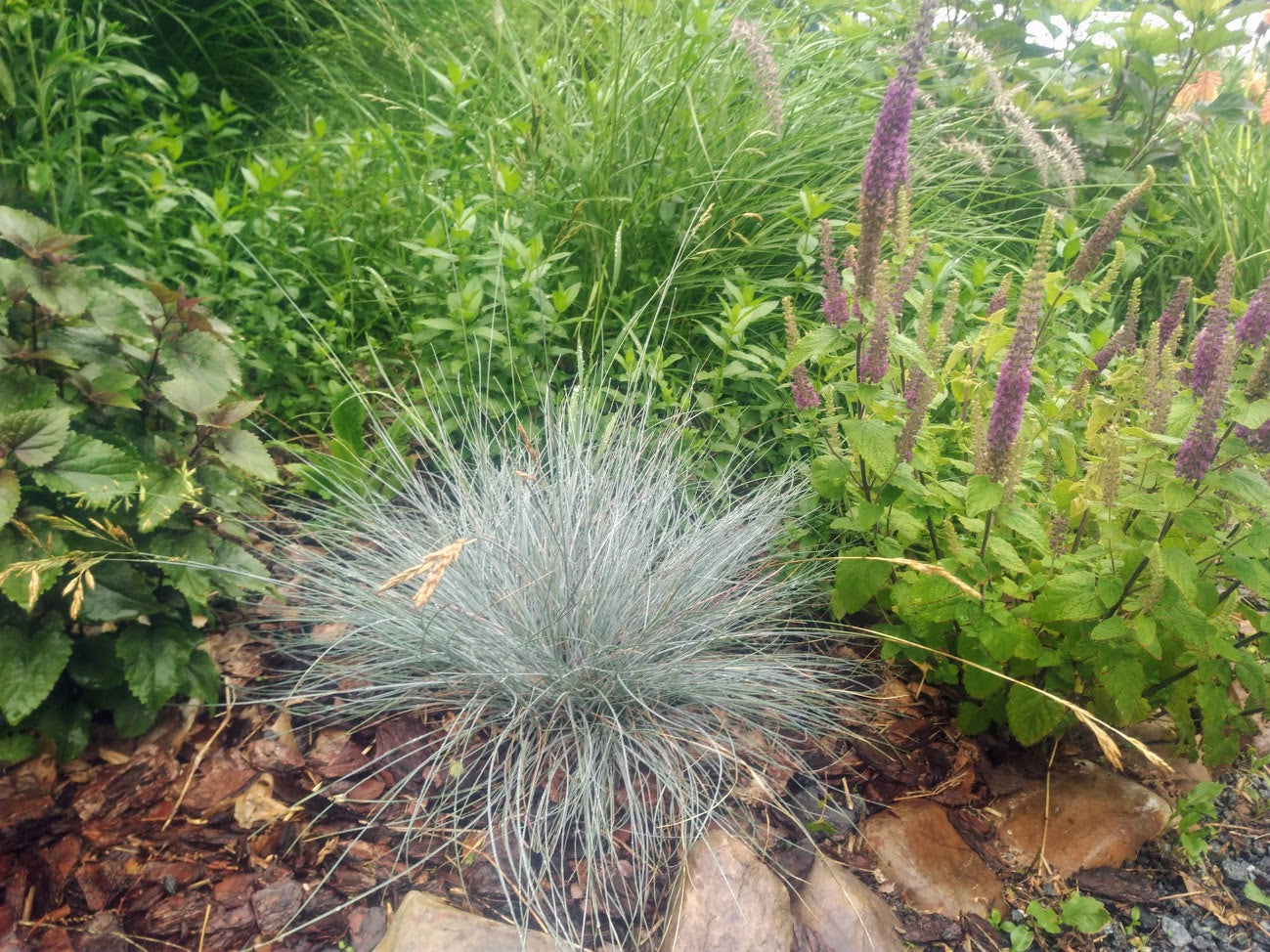 Festuca glauca 'Elijah Blue'