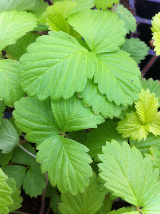 Fragaria vesca 'Golden Alexandria' - Streambank Gardens

