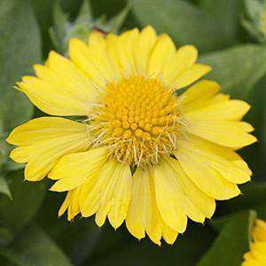 Gaillardia 'Mesa Yellow' Plant - Streambank Gardens
