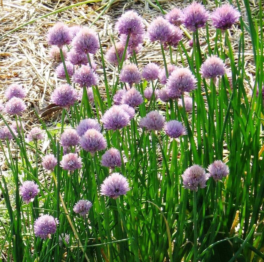 Garden Chives Plant - Streambank Gardens
