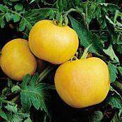 Tomato 'Garden Peach' Plants - Streambank Gardens
