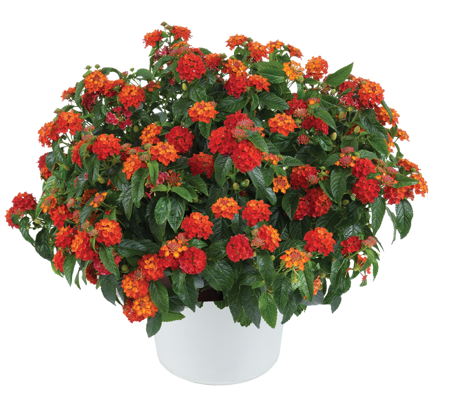 Lantana Gem® 'Compact Orange Fire' Plants