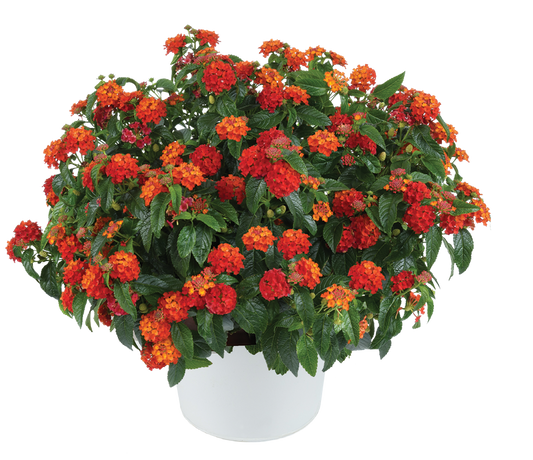 Lantana Gem® 'Compact Orange Fire' Plants