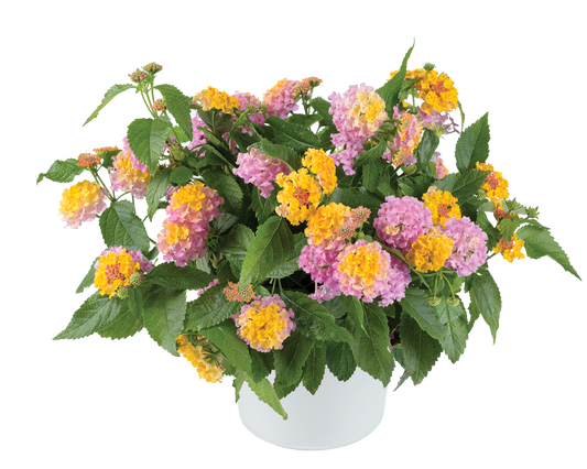 Lantana Gem® 'Compact Rose Quartz' Plants