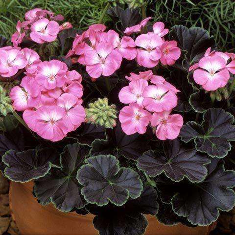 Geranium 'Black Magic Rose' Plants