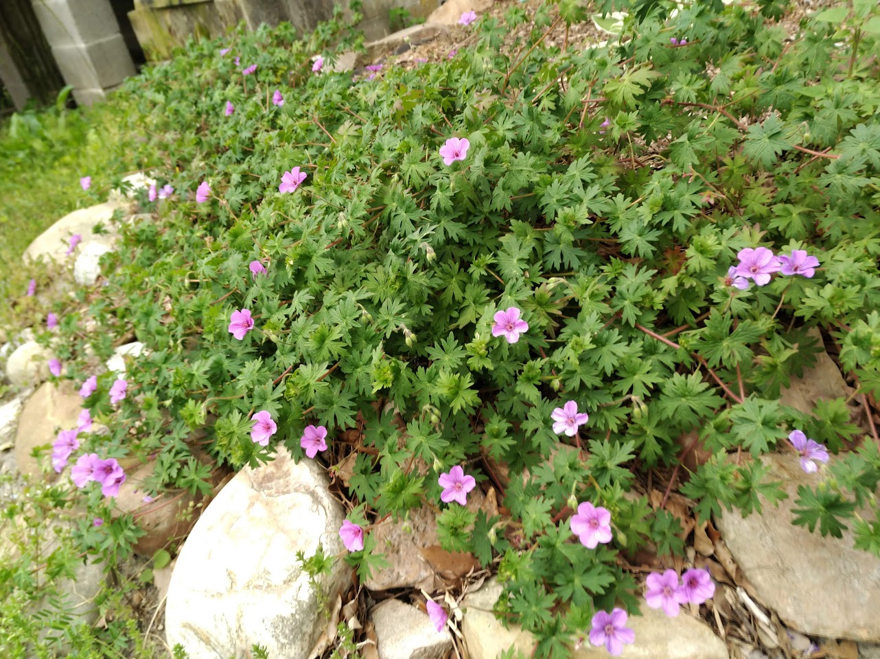 Geranium 'Dilys' - Cranesbill Geranium Plants