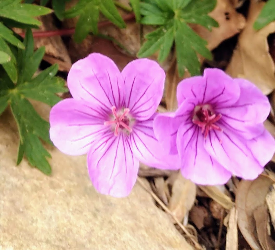 Geranium 'Dilys' - Cranesbill Geranium Plants