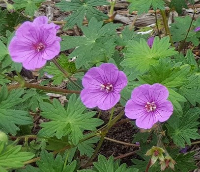 Geranium 'Dilys' - Cranesbill Geranium Plants