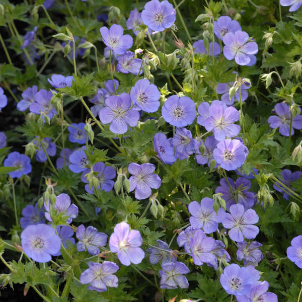 Geranium 'Rozanne' Plants