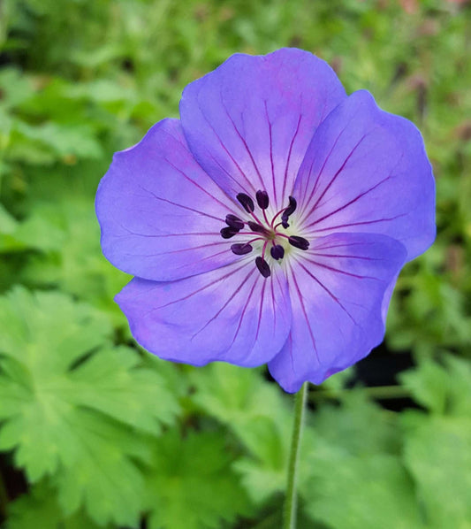 Geranium 'Rozanne' - Streambank Gardens
 - 1