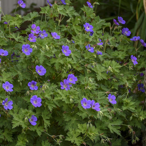 Geranium 'Rozanne' Plants