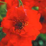 Geum flore-plena 'Blazing Sunset' Plant - Streambank Gardens
